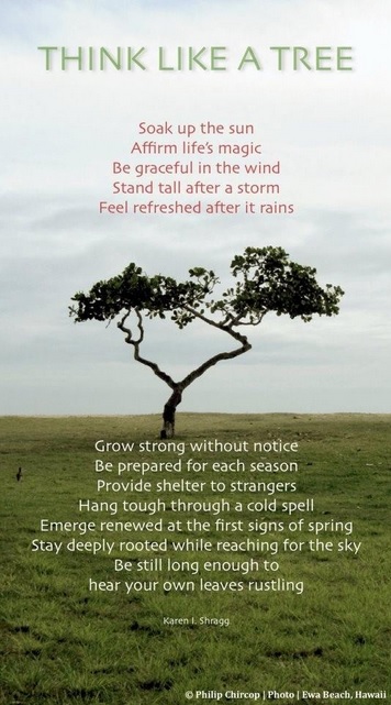 'Think Like a Tree' - a lovely list poem by Karen I. Shragg [Image Source]